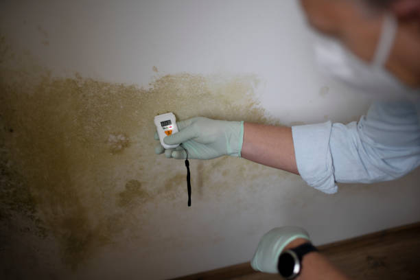 Best Mold Odor Removal Services  in Camp Wood, TX